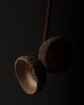 Acorn cups (cupule) on dark background
