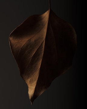 Fototapeta Dried ivy leaf on dark background