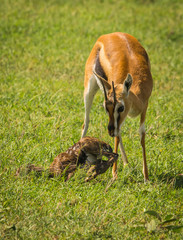 Antelope Thompson and her newborn baby in Masai Mara, Kenya