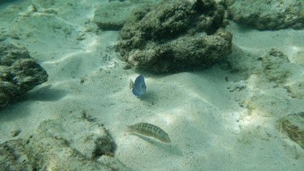Fisch im Karibischen Meer