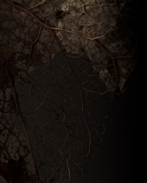 Close-up of leaf skeleton