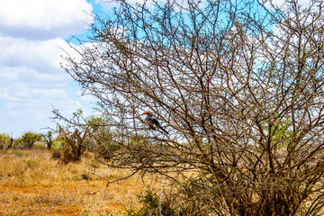 Yellow Billed Hornbill hiding in a shrub in Kruger National Park in South Africa