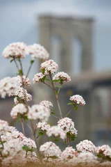 flowers near bridge © Steven