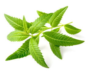 fresh lemon verbena isolated on white background