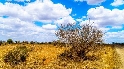 Yellow Billed Hornbill hiding in a shrub in Kruger National Park in South Africa