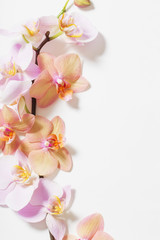 Naklejka na ściany i meble orchids on white background