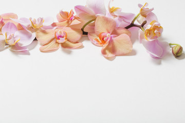 Naklejka na ściany i meble orchids on white background