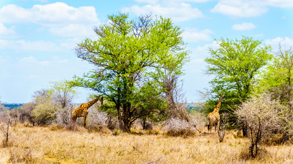Fototapeta premium Two Giraffes eating leaves from large Mopane Trees in Kruger National Park in South Africa