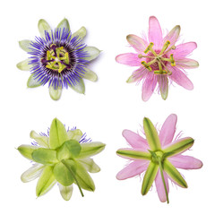 Passiflora passionflower isolated on white background. Big beautiful flower