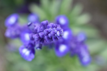 Lavendel Nahaufnahme