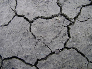 Plants sprouted through cracks in the soil
