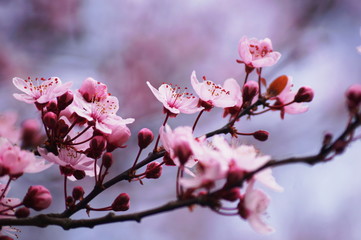 Kirschblüten