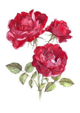 wild red rose watercolor