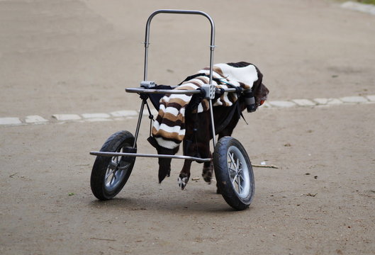 Hund mit Behinderung an einem Rollator