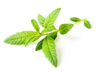 fresh lemon verbena isolated on white background