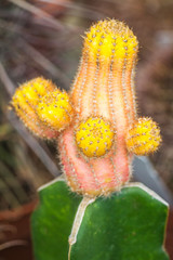Flowery prickly cactus in close-up view.