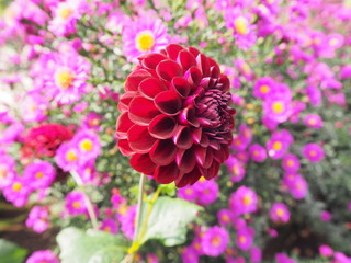 rote Dahlie mit schönem Hintergrund!