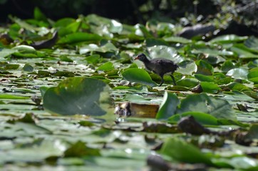 Young moorhen walking on water lilies  (Poule d'eau marchant sur des nénuphars)