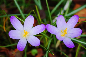Lila Blüten