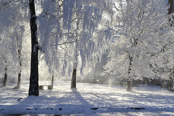 Деревья в парке зимой. 