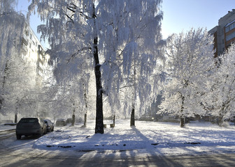 Городской зимний пейзаж. Деревья в инее во дворе,...
