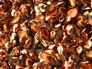 Herbstlaub auf dem Waldboden