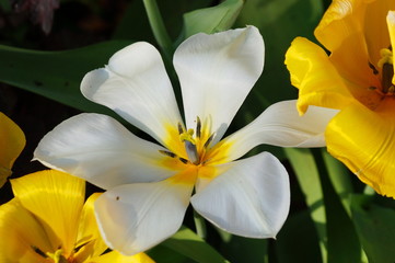 Weiße Tulpe