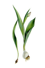 Tulips with bulb, leaves and bud. Hand painted watercolor illustration isolated on white. Spring garden plant. Realistic botanical art. Design element for fabrics, invitations, clothes and other.