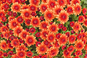Colorful flowering autumn chrysanthemum. Bright Autumn Garden