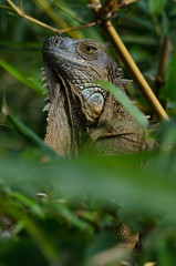 Grüner Leguan in Muelle de San Carlos in Costa Rica
