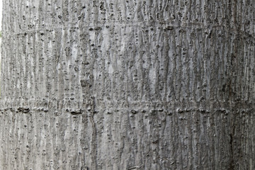 Fototapeta premium Wood Background