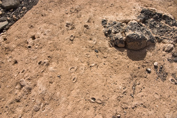 Sunny Desert Texture