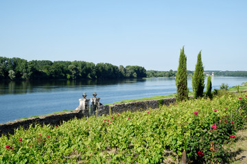paysage de vignobles sur un fleuve