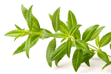 fresh lemon verbena isolated on white background