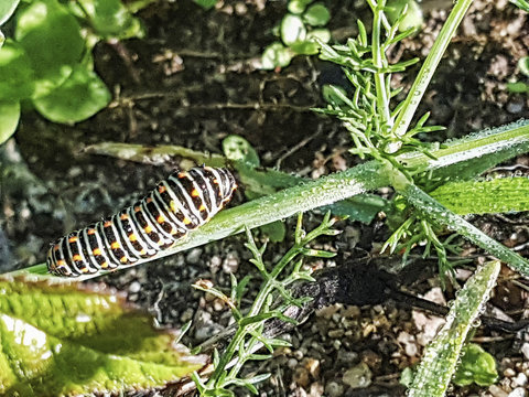 Caterpillar of old World or yellow swallowtail