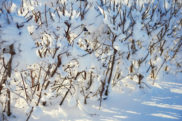snow covered branches as abstract background or winter landscape