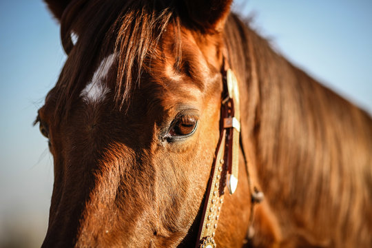 Portrait eines Pferdes im warmen Sonnenlicht
