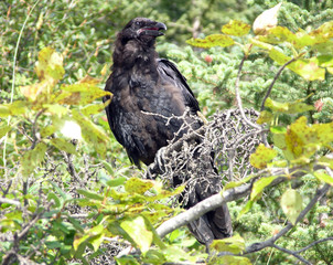 Raven