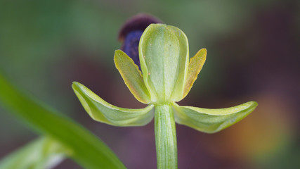 Dark Bee Orchid (Ophrys fusca)