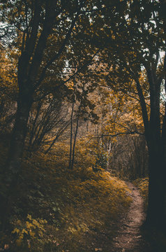 Autumn woods © Tobias
