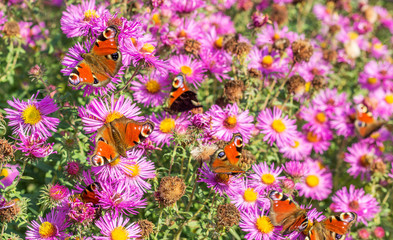 butterflies in the garden / red autumn asters with many peacock butterfly in autumn branches © Cora Müller