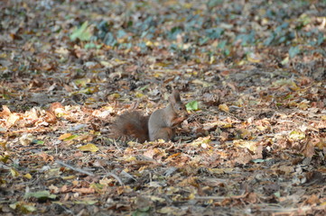 Fototapeta premium scoiattolo