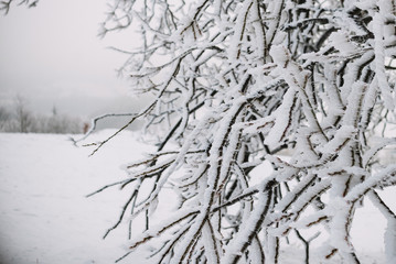 close up on froze  tree in the mountain, winter background