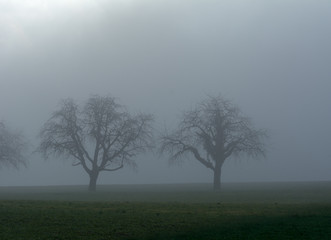 Plakat Idylle im Nebel - Baum auf dem feld im Nebel