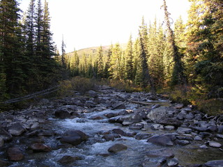 Wilderness scene with a creek