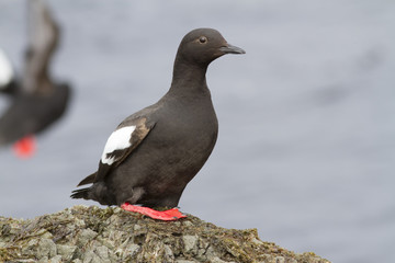 The Pigeon guillemot sitting on a rock in the cast zone during the summer low tide