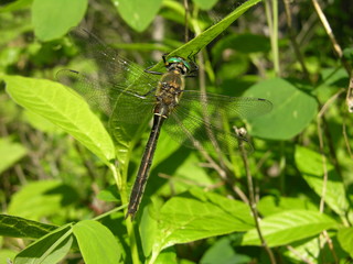 A Dragonfly