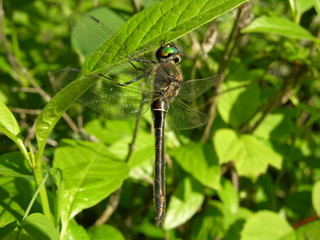 A Dragonfly