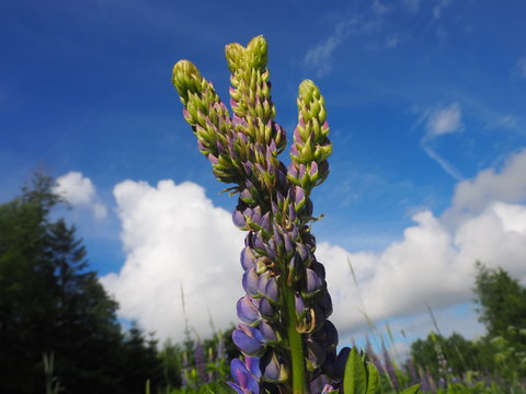 Lupinie vor der "Gefangennahme" ;-)