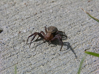 A spider
